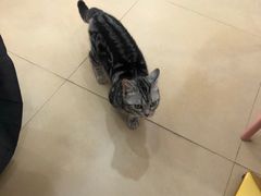 -喵宠乐园·撸猫互动·猫舍