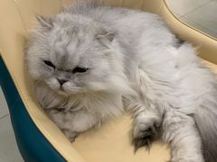 -安格丽娜·狗咖·猫咖羊驼咖(春熙路百盛商场店)