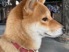 -柴犬高等学院·狗咖·柴犬售卖·宠物训练