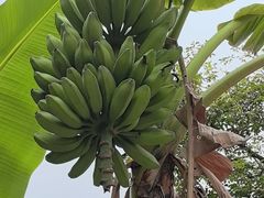 -云溪植物园