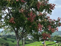 -帐篷客·溪龙茶谷度假酒店