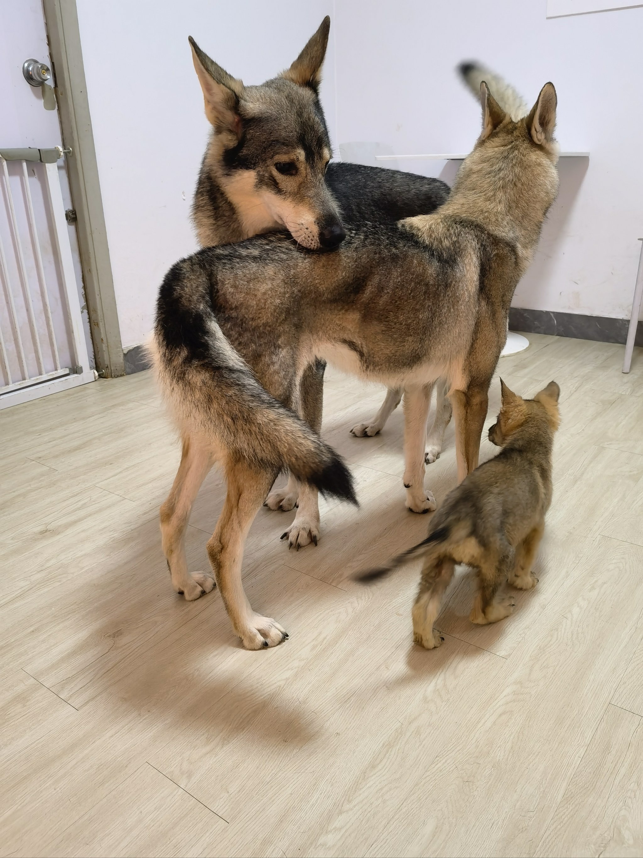 活泼好动嗷呜嗷呜