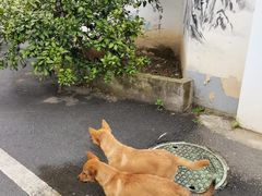 -东梓关景区村庄