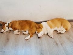 -浣熊柯尔鸭土拨鼠·电玩咖