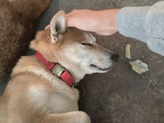 -柴犬高等学院·狗咖·柴犬售卖·宠物训练