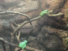 -广州长隆飞鸟乐园