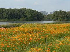 -海珠湖公园