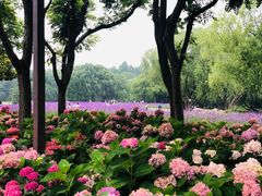 -上海滨江森林公园