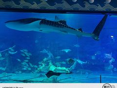 -烟台海昌鲸鲨海洋公园