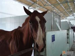 -松声马术俱乐部