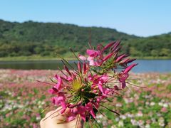 -黄山鲁森林公园