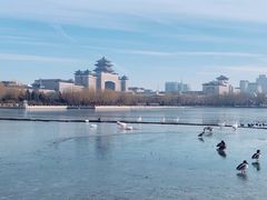 -莲花池公园
