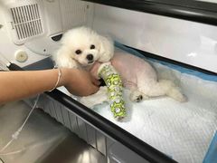 -伟伟宠物医院·CT影像中心·瑞派犬猫综合性门诊(汉口总院)