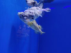 -石家庄极地海洋世界
