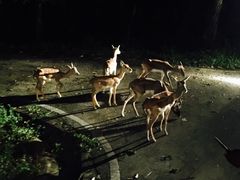 -清迈夜间动物园