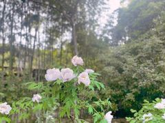 -何园
