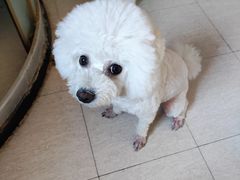 -宠福鑫24h动物医院