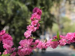 -威克特披萨汉堡