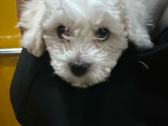 -全心全意连锁动物医院·特色中医诊疗(会城门分院)