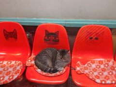 -猫咪博物馆(顶澳仔猫街店)