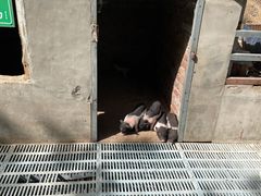 -北京鹿世界主题园