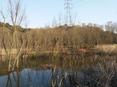 -西湖风景区-江洋畈生态公园