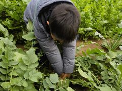 -大自然农场蔬菜草莓采摘园