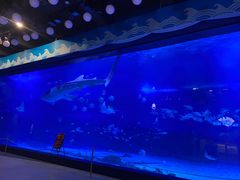 -烟台海昌鲸鲨海洋公园