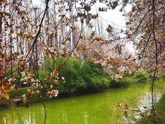 -洛阳市隋唐城遗址植物园