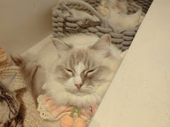 -怪兽屋·羊驼·猫咖·狗咖(俊华广场店)