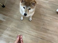 -李小姐の猫咖啡馆(五角场店)