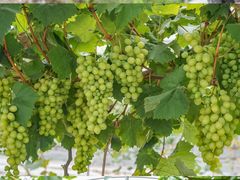 -金谷域澳洲庄园