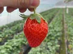-尚田草莓姑娘白草莓采摘基地