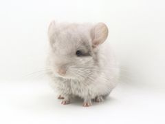 -龙猫仔乐园(惠福东路店)