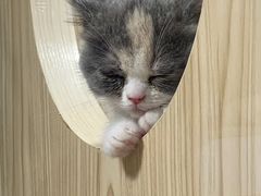 -屋虎猫馆(宝安大仟里店)