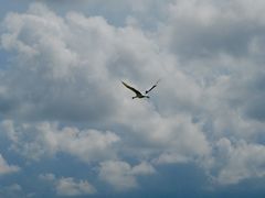-盐城丹顶鹤湿地生态旅游区