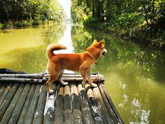 -上海长兴岛郊野公园