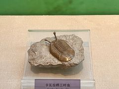 -国家自然博物馆