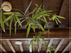 -竹子咖啡bamboo coffee