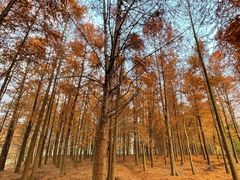 -上海海湾国家森林公园