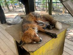 -宫城藏王狐狸村