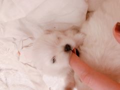 -康旭宠物医院(郑州总院)