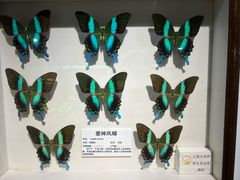 -上海大自然野生昆虫馆(东方明珠·爬宠昆虫探索中心)