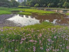 -重庆彩云湖湿地公园