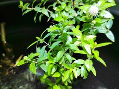 -张一元茶庄(望京店)