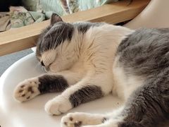 -我爱猫咪·猫咖·狗咖·安哥拉兔·羊驼咖(小寨华旗店)
