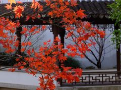 -秋霞圃