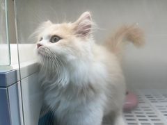 -lincat·猫舍(广州店)