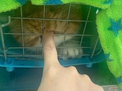 -凯特喵百思猫专科医院