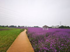 -紫颐香薰山谷景区